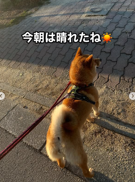 Wako