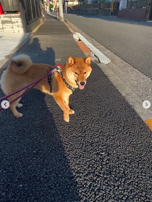 Wako
